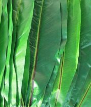 Ti Leaf-green