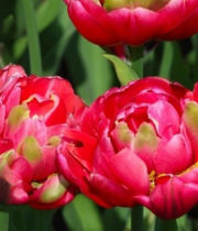 Tulips, Double-hot Pink