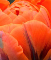 Tulips, Double-orange