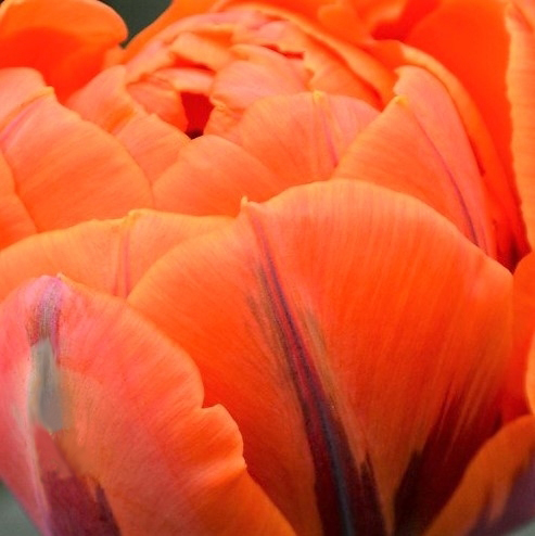 Orange Double Tulips | Florabundance Wholesale Flowers