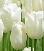 Tulips, French-white