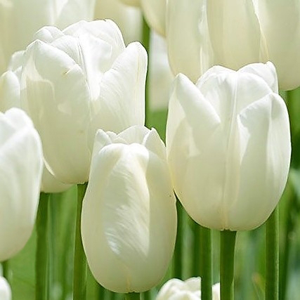 White French Tulips - Florabundance Wholesale Flowers
