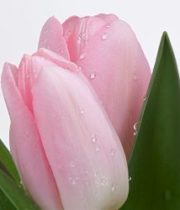 Tulips, Greenhouse-light Pink