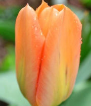 Tulips, Greenhouse-orange