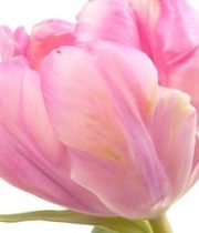 Tulips, Parrot-light Pink