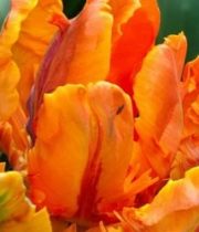 Tulips, Parrot-orange