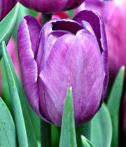 Tulips, Greenhouse-purple