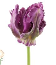 Tulips, Parrot-purple