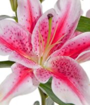 Lily Oriental, Starfighter-hot Pink