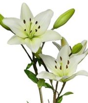 Lily Asiatic-white