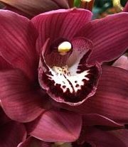 Orchid, Cymbidium, Large-burgundy