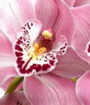 Orchid, Cymbidium, Large-light Pink