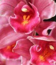 Orchid, Cymbidium, Mini-hot Pink