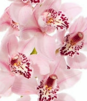 Orchid, Cymbidium, Mini-light Pink