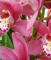 Orchid, Cymbidium, Mini-pink
