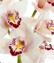 Orchid, Cymbidium, Mini-white