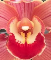 Orchid, Cymbidium, Large-peach