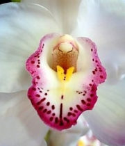 Orchid, Cymbidium, Large-white