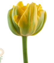 Tulips, Double-yellow