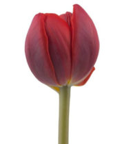 Tulips, Double-burgundy