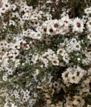 Lepto, Flowering-white