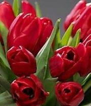 Tulips, French-red
