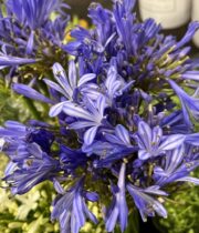 Agapanthus-blue