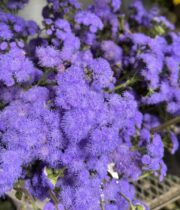 Ageratum-blue