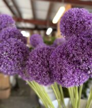 Allium, Gigantum-purple