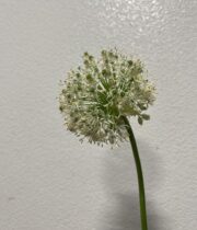 Allium, Mt. Everest-white