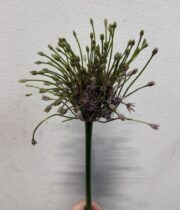 Allium, Schubertii-purple