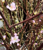 Branch, Flowering Almond-pink