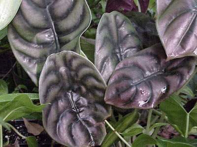 alocacia turtleback wholesale