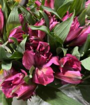 Alstroemeria-hot pink