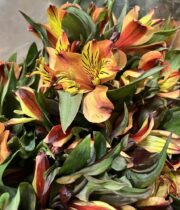 Alstroemeria-orange
