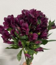 Alstroemeria-purple