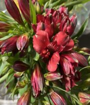 Alstroemeria-red