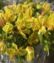 Alstroemeria-yellow