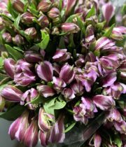Alstroemeria-lavender