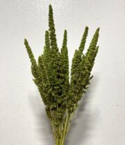 Amaranthus, Upright-green