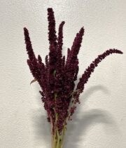 Amaranthus, Upright-red