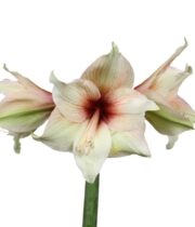 Amaryllis, Mocca-beige