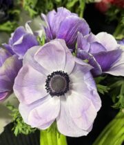 Anemones-lavender