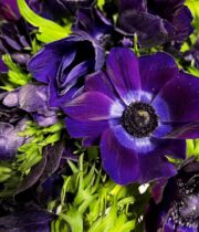 Anemones-purple
