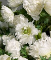 Anemones-white (light Centers)