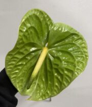 Anthurium, large-green