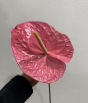 Anthurium, large-pink