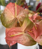 Anthurium, large-peach
