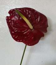 Anthurium, large-brown/chocolate