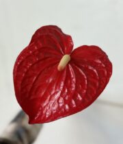 Anthurium, large-red